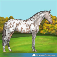 Horse Color:White Spotted Bay Dun Appaloosa Rabicano 