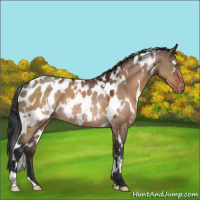 Horse Color:White Spotted Bay Dun Appaloosa Rabicano 