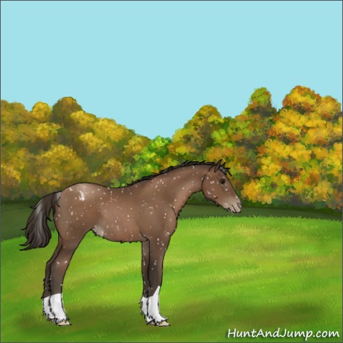 Horse Color:Gray Black Pearl Appaloosa 