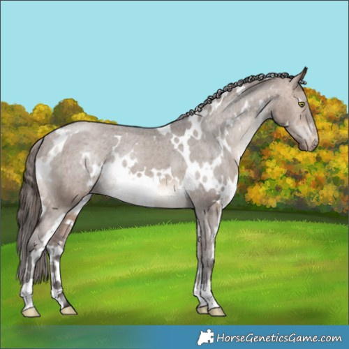 Horse Color:White Spotted Brown Dun Appaloosa 