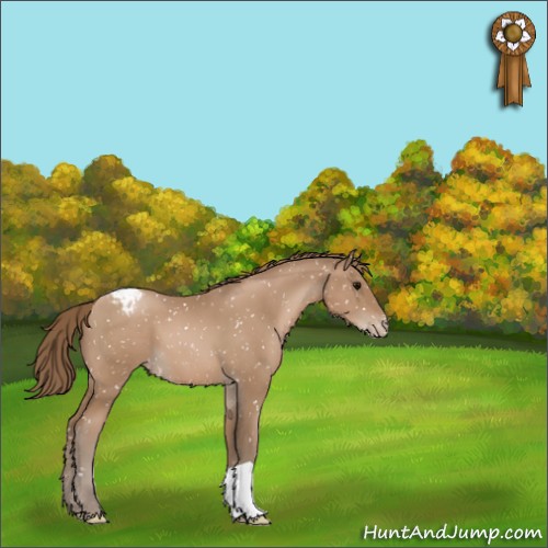 Horse Color:Black Pearl Appaloosa 