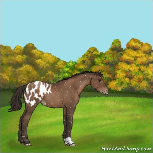 Horse Color:Gray Black Pearl Appaloosa 