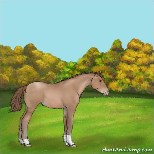 Horse Color:Black Pearl 