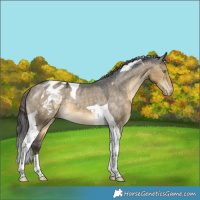 Horse Color:Buckskin Dun Tobiano Varnish 
