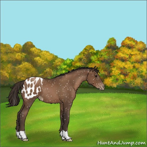 Horse Color:Gray Black Pearl Appaloosa 