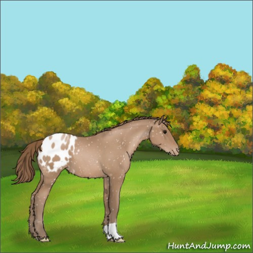 Horse Color:Black Pearl Appaloosa 