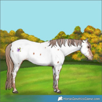 Horse Color:Chestnut Appaloosa 