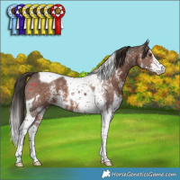 Horse Color:Liver Chestnut Sabino Tobiano 