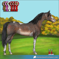 Horse Color:Brown Sabino Tobiano