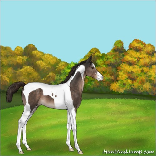 Horse Color:Liver Chestnut Sabino Tobiano 
