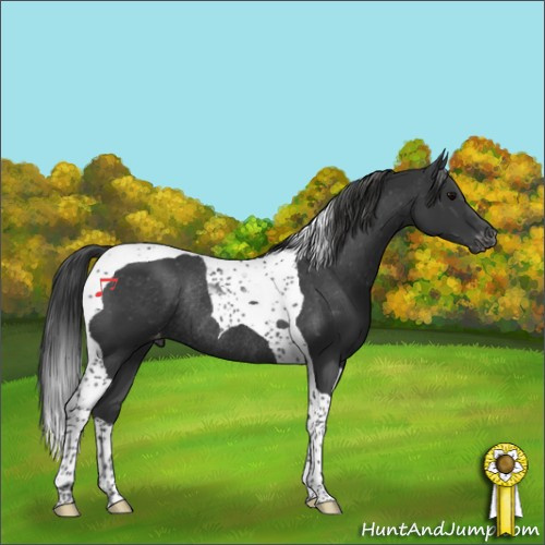 Horse Color:Black Tobiano Appaloosa Rabicano 