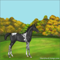 Horse Color:Black Tobiano Varnish Rabicano 