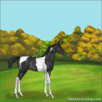 Horse Color:Brown Tobiano Appaloosa Rabicano 