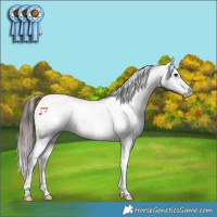 Horse Color:Brown Tobiano Varnish Rabicano