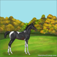 Horse Color:Brown Tobiano Varnish Rabicano 