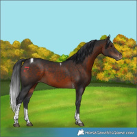 Horse Color:Brown Tobiano Appaloosa 