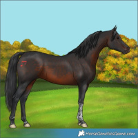 Horse Color:Brown Tobiano