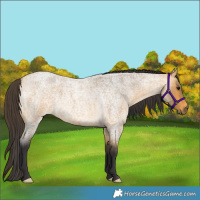 Horse Color:Buckskin Roan 