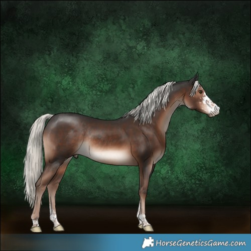 Horse Color:Liver Chestnut Mushroom Sabino Rabicano 