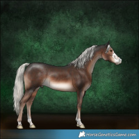 Horse Color:Liver Chestnut Mushroom Sabino Rabicano 