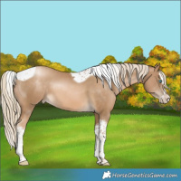 Horse Color:Chocolate Palomino Pearl Splash Tobiano Appaloosa 