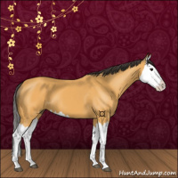 Horse Color:Buckskin Splash 