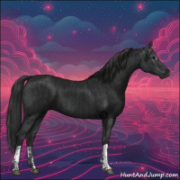 Horse Color:Black and Gray Black
