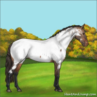 Horse Color:Bay Dun Appaloosa 