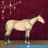 Horse Color:Buckskin 