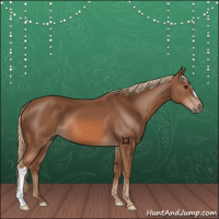 Horse Color:Chestnut 