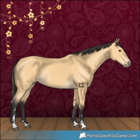 Horse Color:Buckskin 