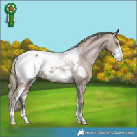Horse Color:Liver Red Dun Sabino Appaloosa 