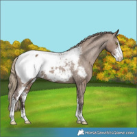 Horse Color:Liver Red Dun Sabino Appaloosa 