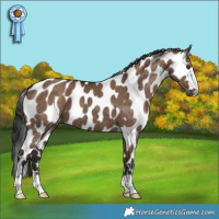 Horse Color:Liver Red Dun Appaloosa Brindle 