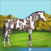 Horse Color:Liver Red Dun Appaloosa Brindle 