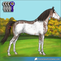 Horse Color:Liver Chestnut Sabino Frame 