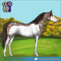 Horse Color:Liver Chestnut Sabino Frame 