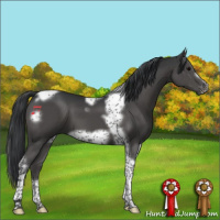 Horse Color:Black Tobiano Frame