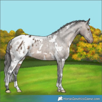Horse Color:White Spotted Brown Dun Appaloosa 