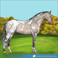 Horse Color:White Spotted Brown Dun Appaloosa 