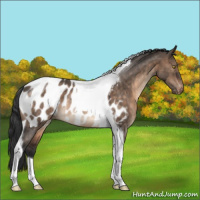 Horse Color:Brown Dun Tobiano Blanket Rabicano 
