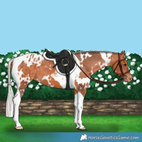 Horse Color:White Spotted Silver Bay Tobiano Appaloosa