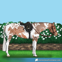 Horse Color:White Spotted Silver Bay Tobiano Appaloosa 