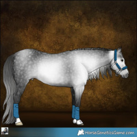 Horse Color:Gray Black Appaloosa Rabicano