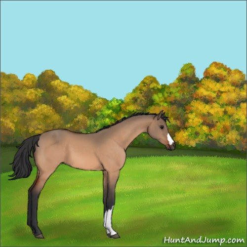 Horse Color:Bay Dun 