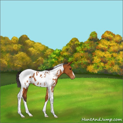 Horse Color:Buckskin Tobiano Appaloosa 