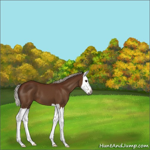 Horse Color:Gray Silver Buckskin Splash 