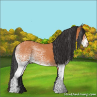 Horse Color:White Spotted Bay 