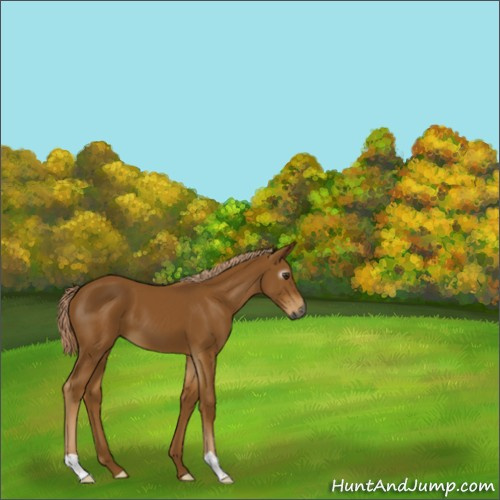 Horse Color:Gray Palomino 