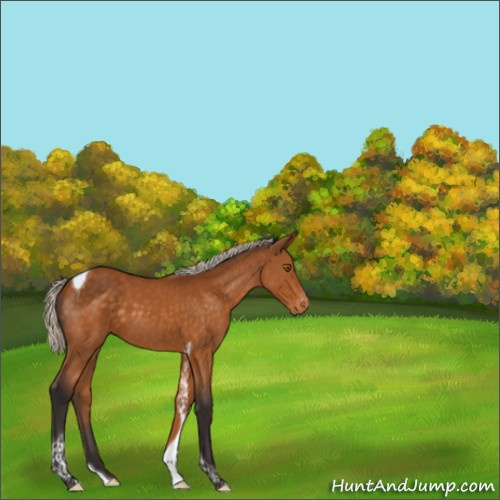 Horse Color:Silver Buckskin Tobiano Appaloosa 